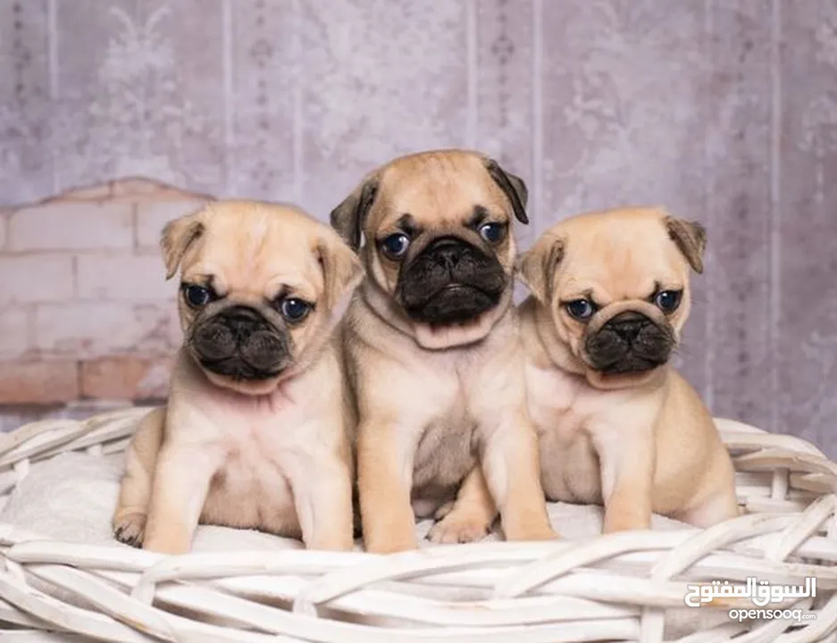 Fawn pug puppy's