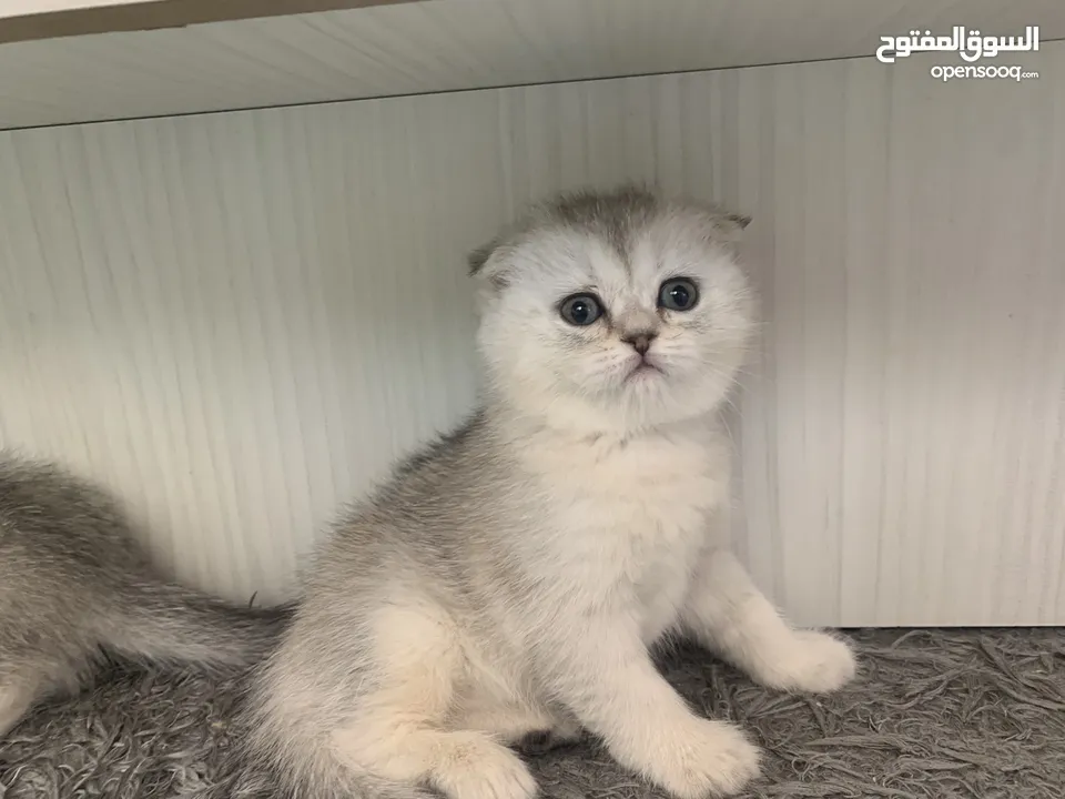 Scotch fold kittens