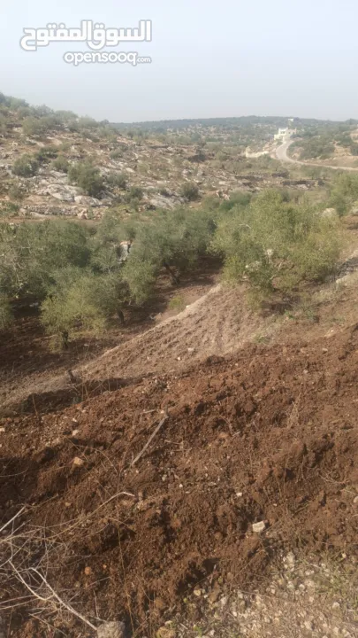 القبة الذهبية اراضي بلعا دير الغصون