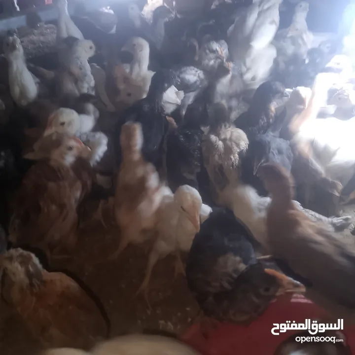 صيصان بلدي العمر شهر ماخذ جميع المطاعيم