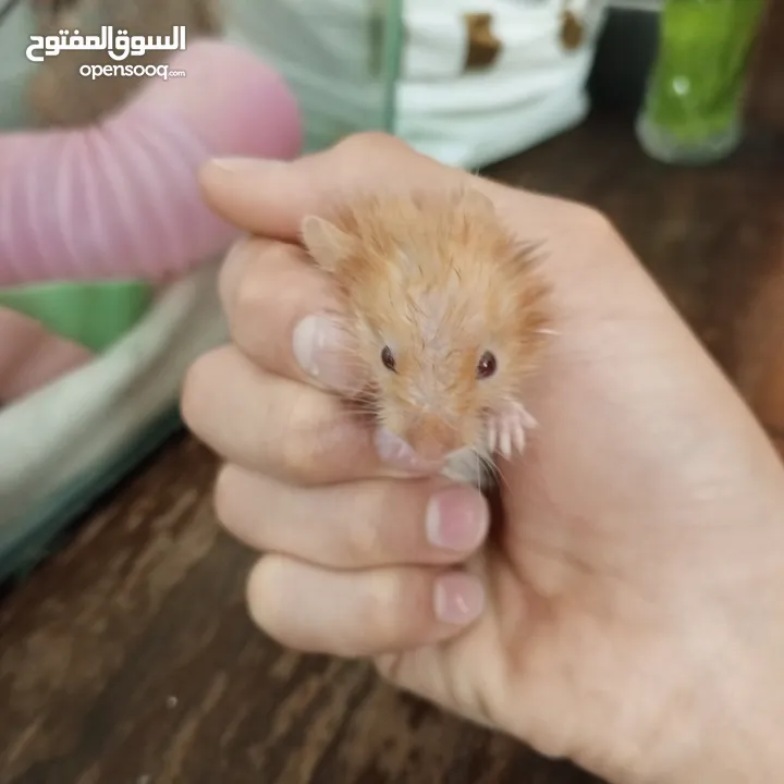 هامستر اللونغ هير و شورت هير عدد 4 عمر شهر للبيع  سعر الواحد 6 الجوز 10