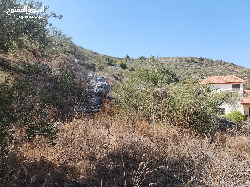 حصة في منطقة المشتل