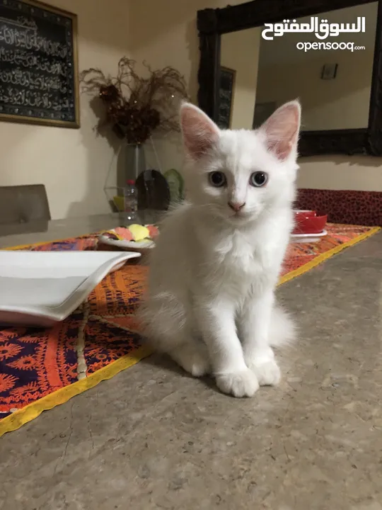4 month kitten for sale