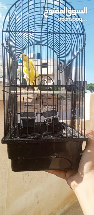 طيور للبيع