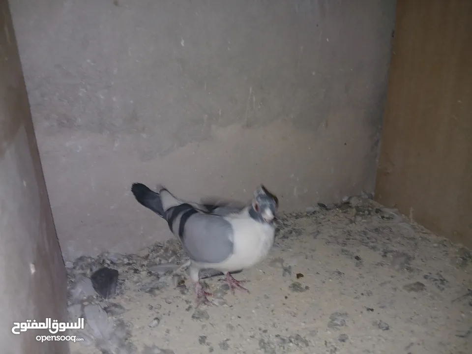 4 جواز شغاله  وفحل مكفوله للبيع دون الفراخ 35 دينار كوم