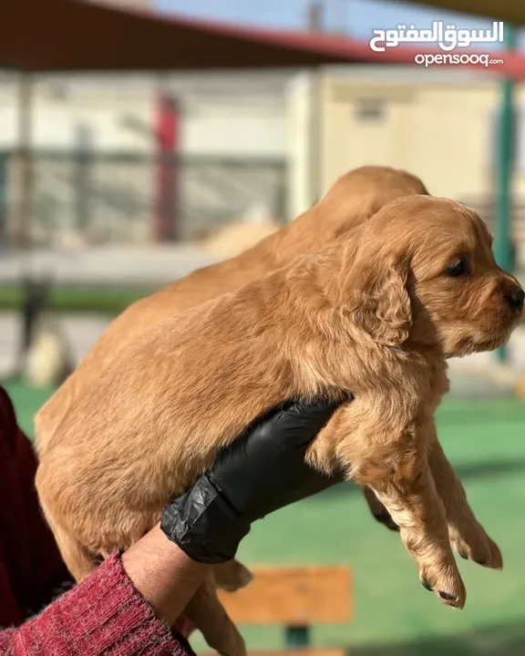 Golden retriever puppies