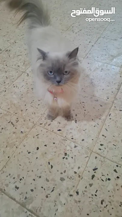 قطه سيامي شوكليت للبيع مع أغراضها