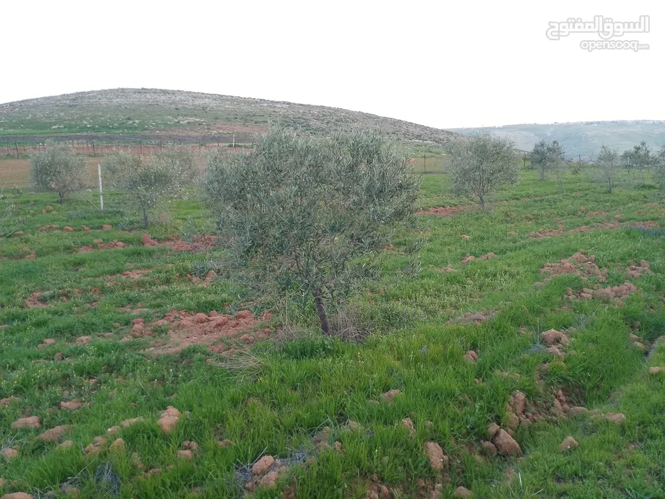 ارض للبيع مادبا الفيحاء المصلوبية مزرعة تحتوي على بيت على شارع رئيسي وفرعي واصل الخدمات بمساحة 6دونم