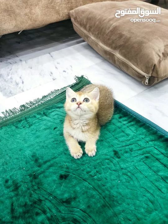 قطه سكوتش ستريت جولدن العمر 60 يوم ذكر شورت هير