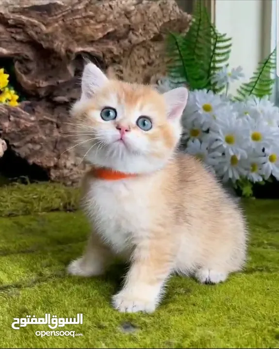 British short hair kitten