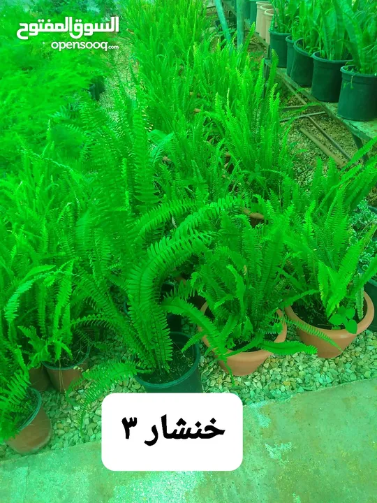 متوفر جميع انواع الاشجار المثمرة والزينة والورود وخدمة الزراع وتنسيق الحدائق وجميع انواع القواير