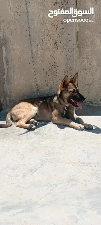 جرو بندوق الاب ملينو بيور و لام جيرمن شيبرد عمر 4 شهور ماخذ مطعوم لون مميز انثى