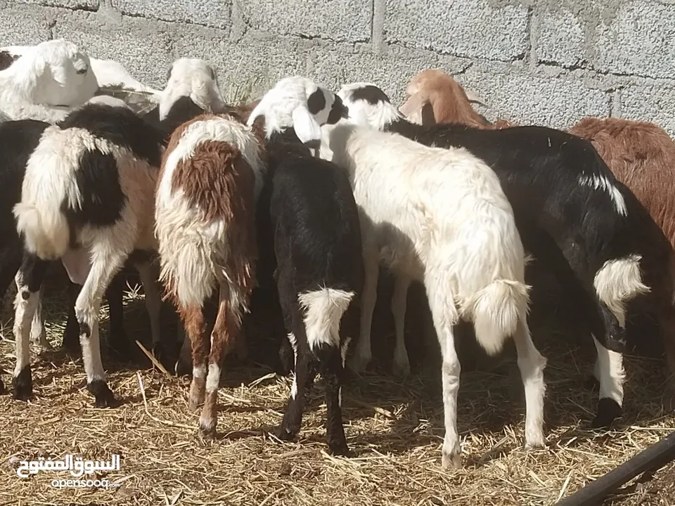 كبشان تهجين غضويات سمان