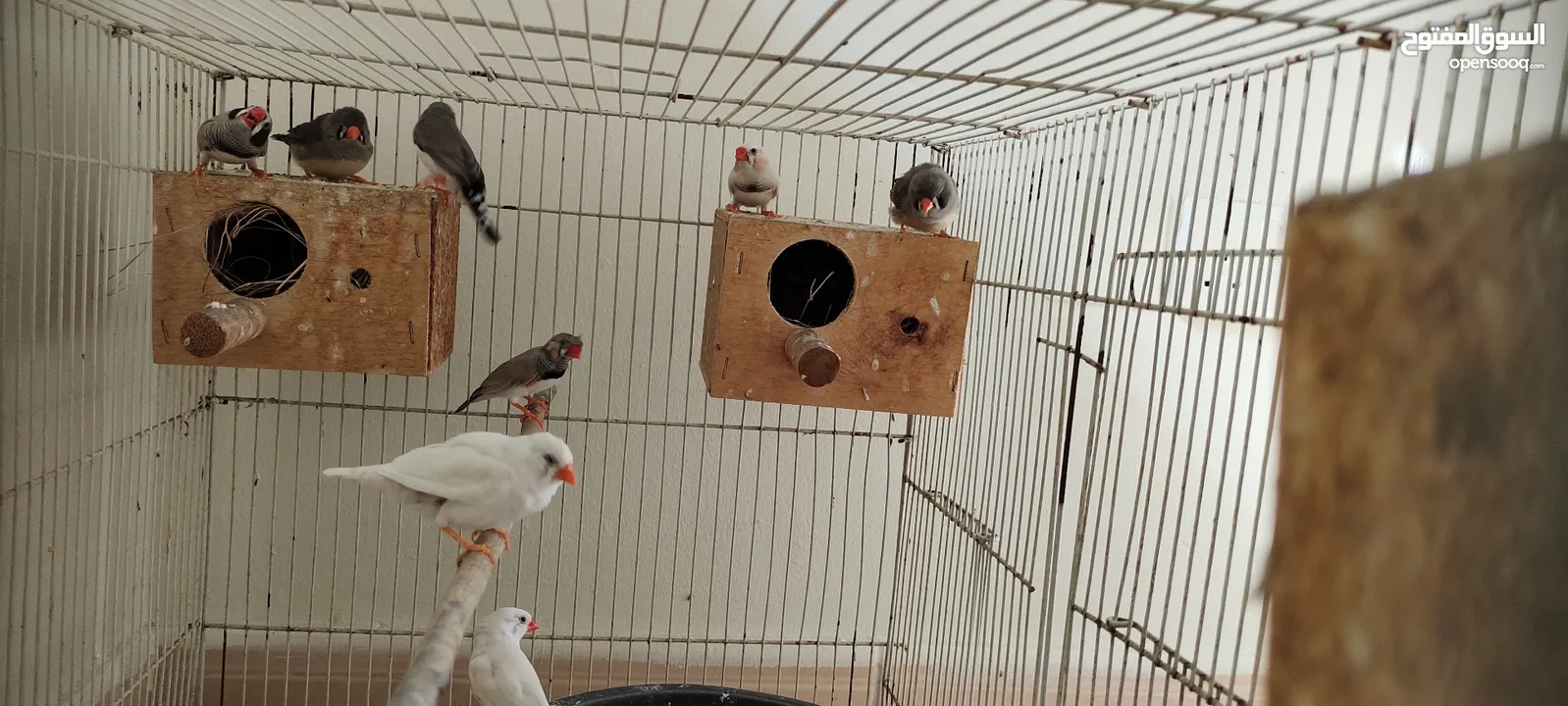 zebra finches+white finches