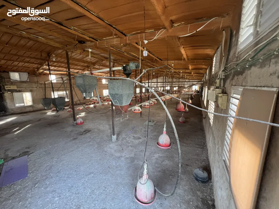 مشروع دواجن متكامل وجاهز للإنتاج – ليس مجرد أرض