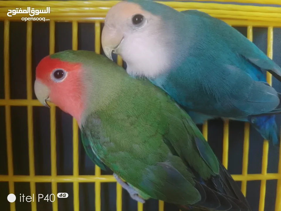 متاح جوز روز للبيع و جوز حب هوقو رومو فل وردات