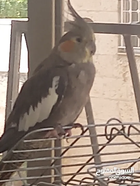 طائر كوكتيل أليف  للبيع