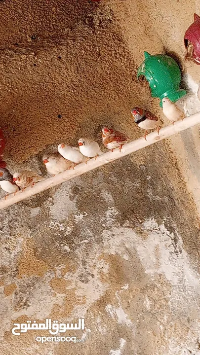 عصافير فينك ( زيبرا ، طيور جنة )