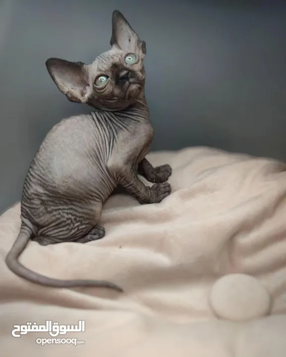 SPHYNX KITTENS