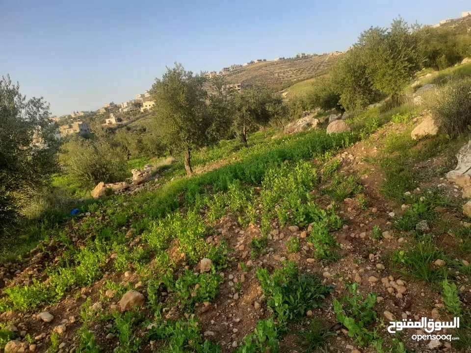 مزرعه في جرش المصطبة وأصل جميع الخدمات