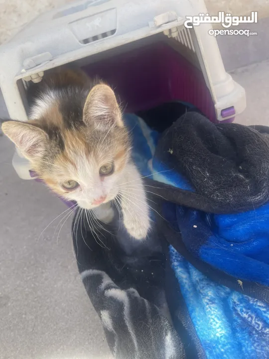 Kittens need home mom ran over by car -