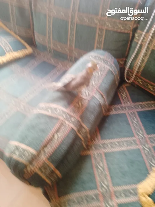ببغاء كوكتيل اليف جدنننننن