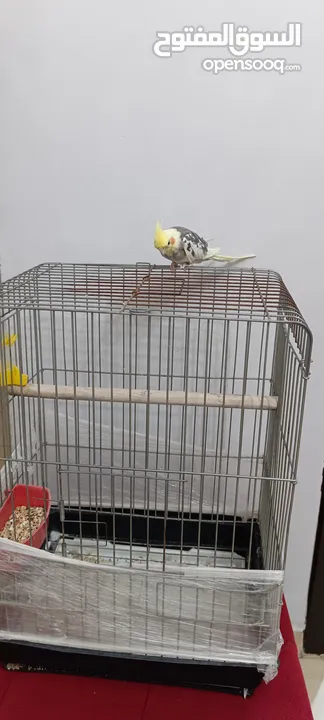 كوكتيل اليف لون رائع للبيع