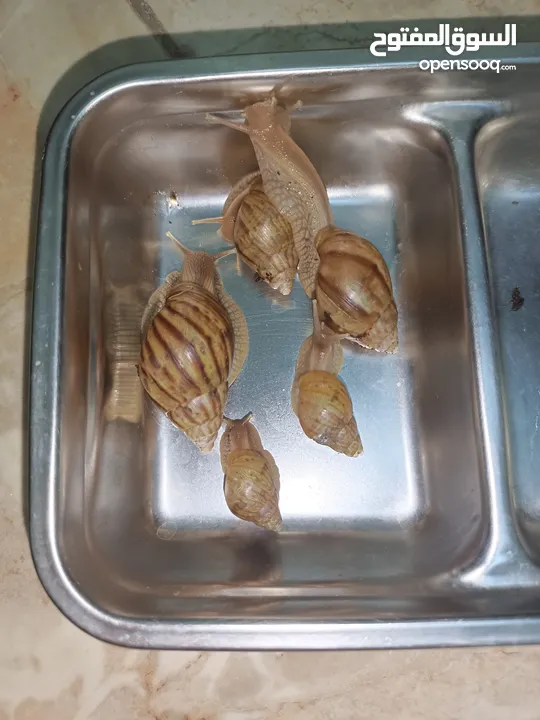 حلزون افريقي عملاق African snails