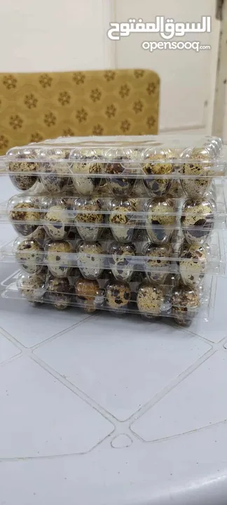 بيض فري سمان