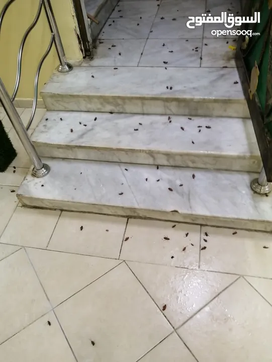مكافحة جميع أنواع الحشرات بمكه تنظيف الكنب والسجاد والستائر بالبخار  تنظيف وتعقيم الخزانات