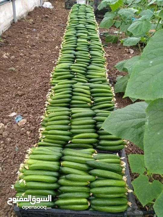 سوبرماركت للبيع