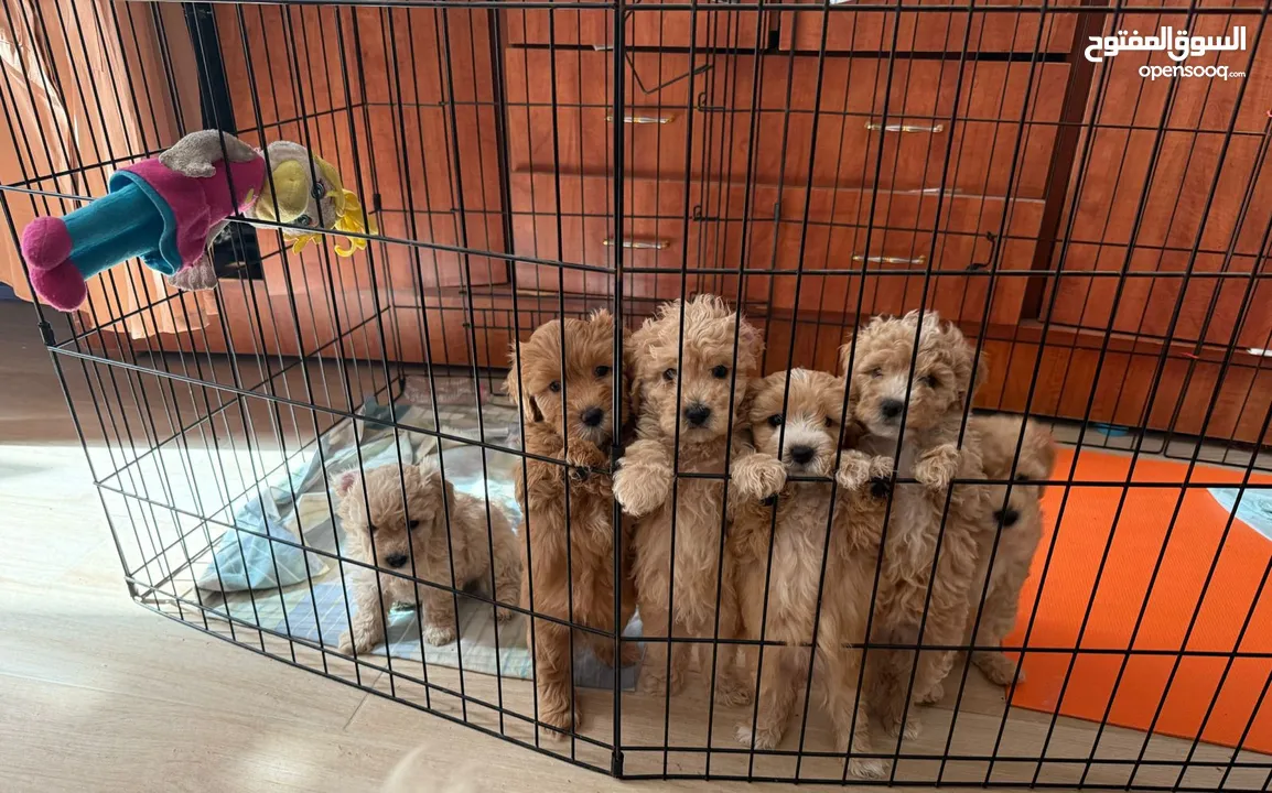 كلاب مالتيبوو Multipoo puppies