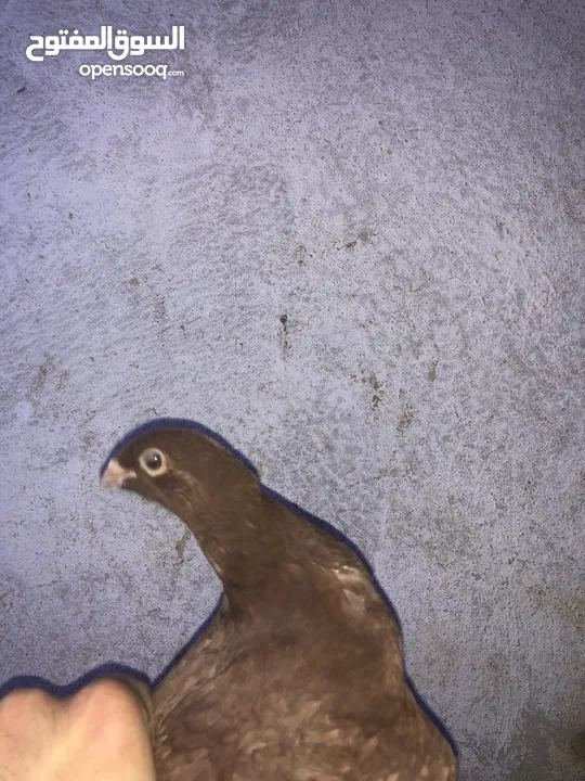 جوزين حمام للبيع