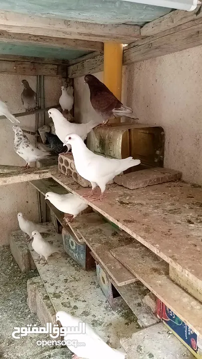 حمام مالطي وفرنسي لاحم للبيع
