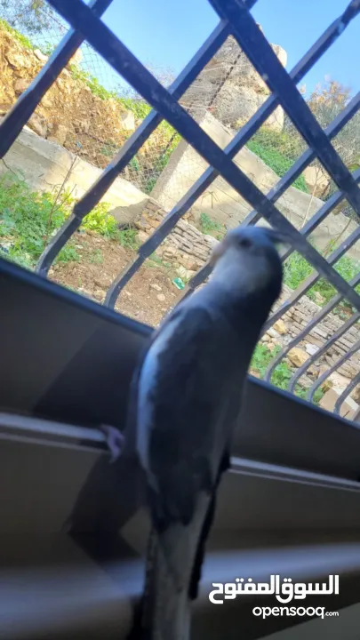 شقه للبيع او البدل على بيت مستقل