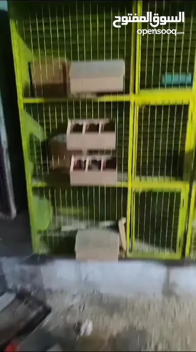 قنون حمام .