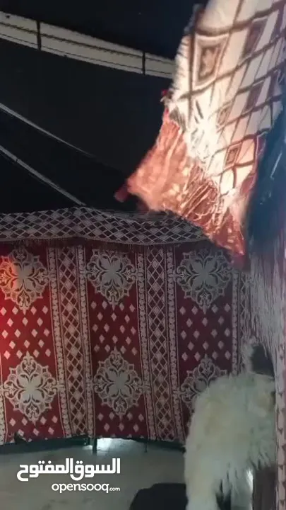 خيمه سعوديه شعر اسود وليس كتان