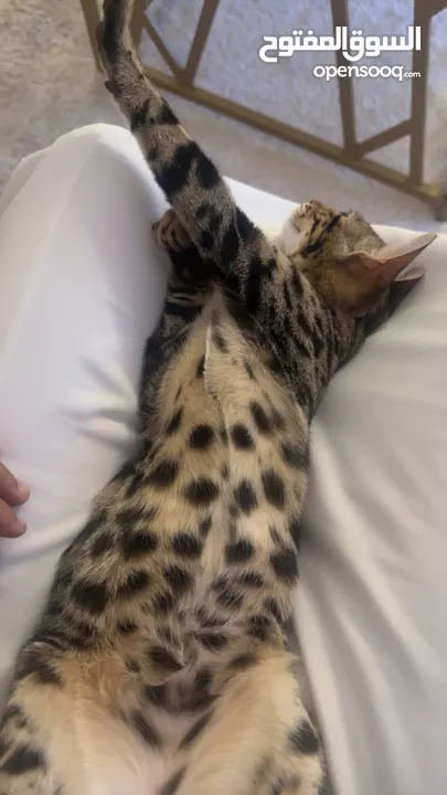 قط بنغال لعوب و جميل للتبني Bengal cat