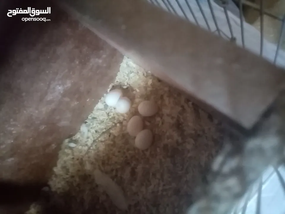 جوز كوكتيل لاتينو منتج اهالي فراخ تحتو 5 بيضات ولسى ما كمل بيض