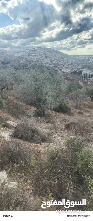 ارض للبيع زيتون