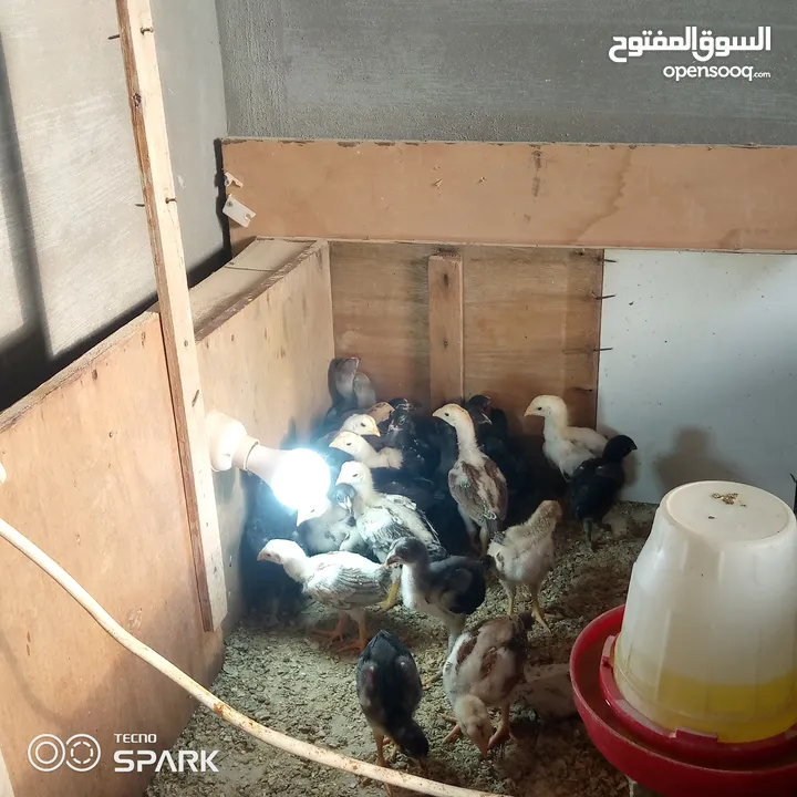 صوص باكستاني