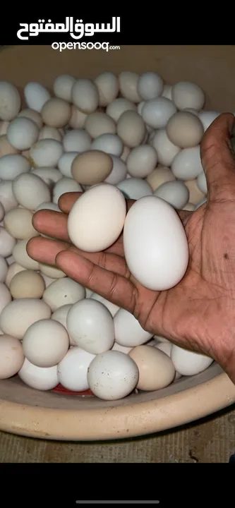 بيض دجاج مخصب بلدي وفيومي