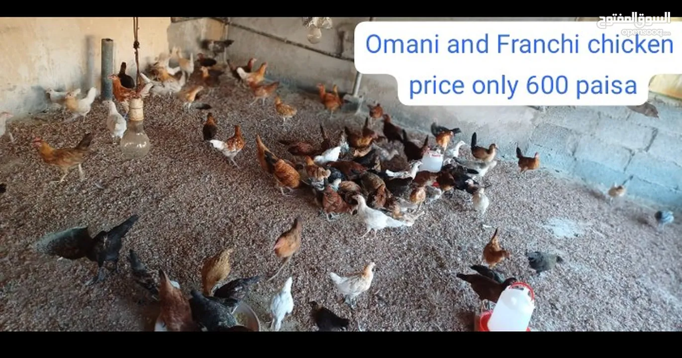 omani and Francis chicken