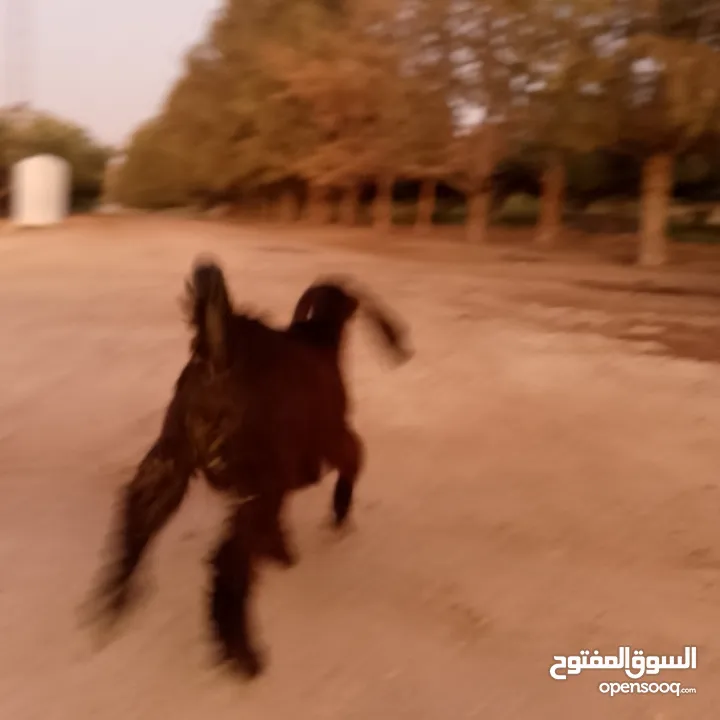 صخله صلات انبي عمر ثلاث شهور صحه ونضافه مكفوله من جميعو