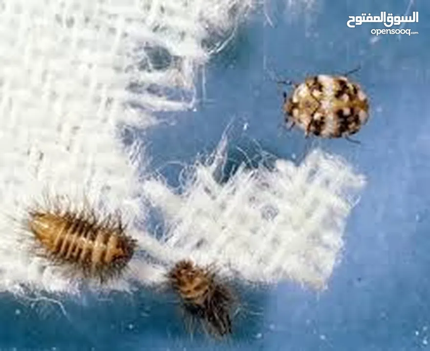 مكافحة الحشرات والقوارض للبيوت والمحلات والفنادق والشركات