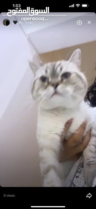 قطتان جميلتان تبحثان عن بيت دافئ  Two lovely cats looking for a loving home