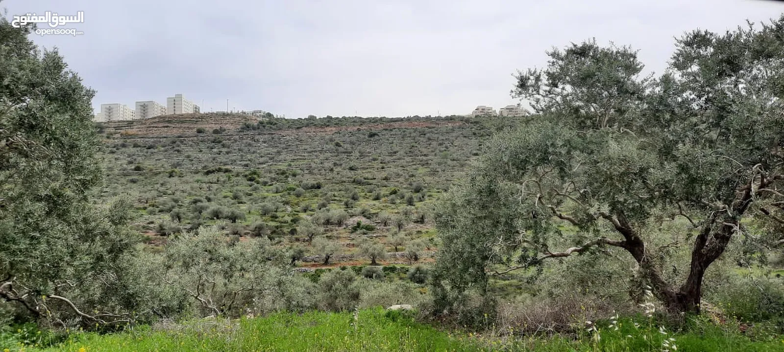Land for Sale – Marda, Salfit (13.8 Donums)  أرض للبيع – مردة، سلفيت (13.8 دونم)
