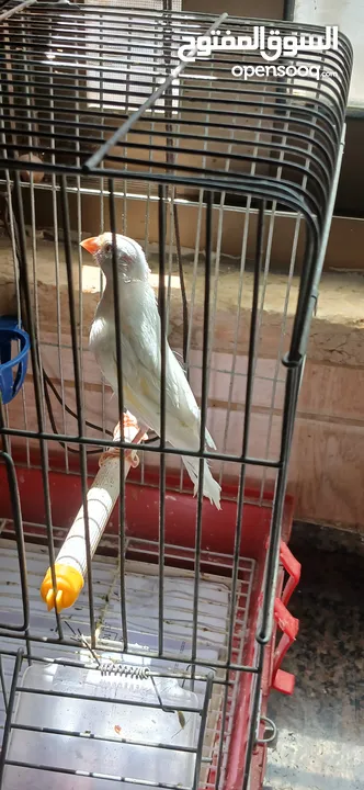 فرخ كنار ابيض صافي
