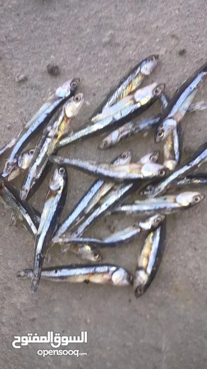 DRIED ANCHOVY OF IRAN( BARIYA Fish/ Jashea Fish)