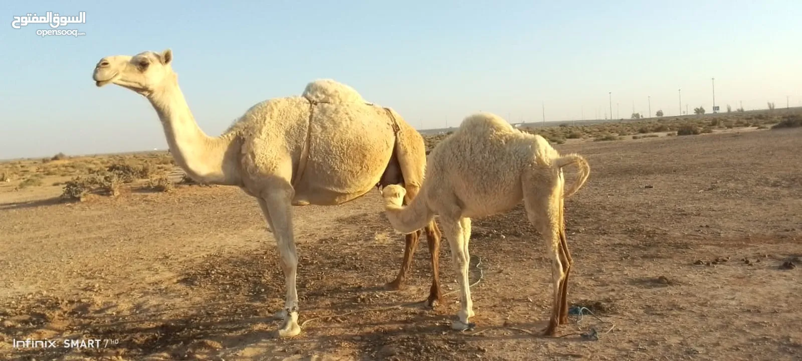 ناقه للبيع طيبة تحتها بكره ام ثالث